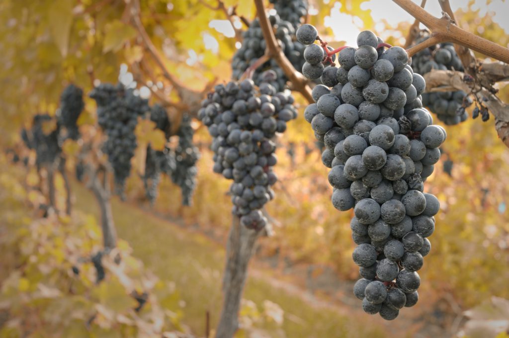 Napa Valley